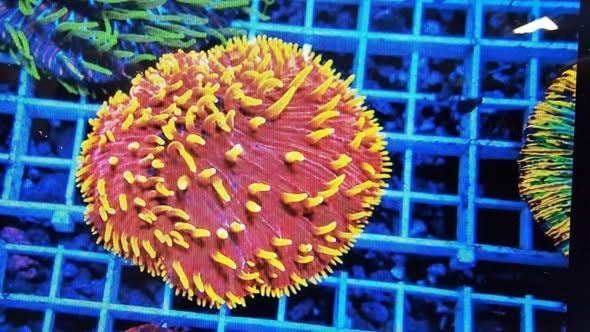 Vivid red and yellow mushroom coral