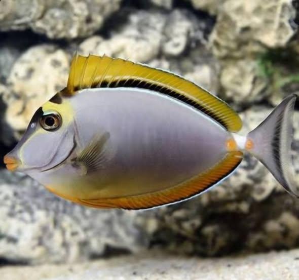 Naso tang saltwater fish