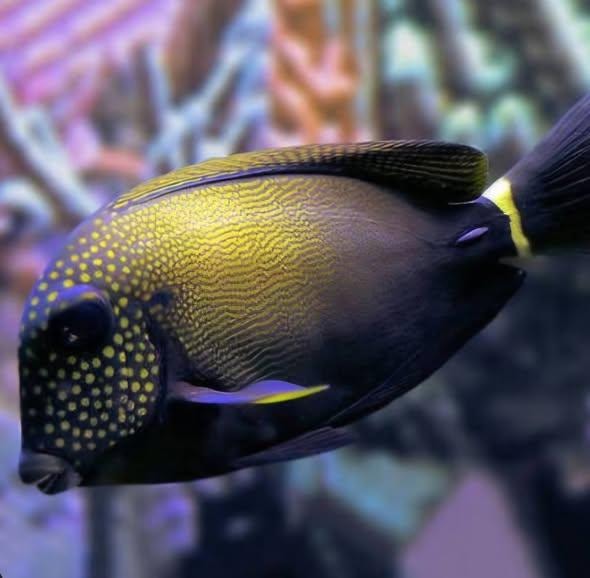 Spotted tang saltwater fish